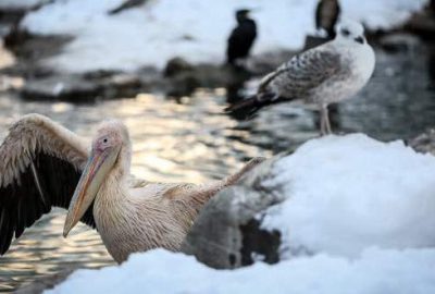 Bursa Hayvanat Bahçesi de beyaza büründü