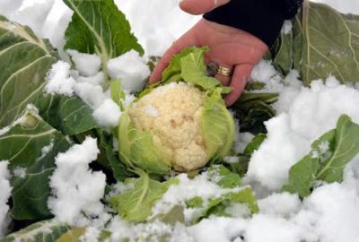 Kar altında kalan karnabahar tüketiciye ulaşamıyor