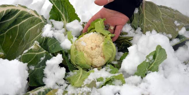 Kar altında kalan karnabahar tüketiciye ulaşamıyor