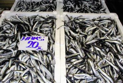 Hamsinin fiyatı 20 liraya çıktı