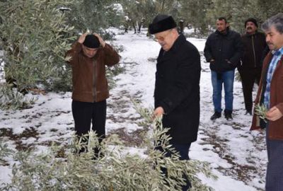 İznik’te kar yağışı zeytin ağaçlarına zarar verdi