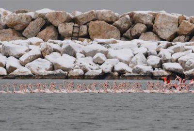Kar ve soğuk, flamingoları da etkiledi