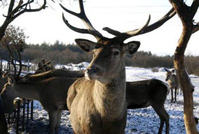 UÜ’de geyik sayısında artış