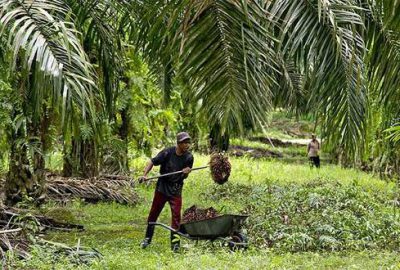 Palm yağı kullanılan ürünler araştırılacak