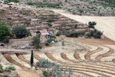 Badem fidanları ek gelir sağlayacak