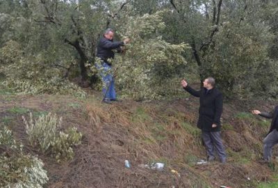 Zeytin ağaçları kar yükünü taşıyamadı