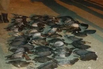 Bursa’da kaçak avcılara 32 bin lira ceza