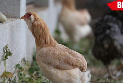 ‘Yeşil yumurtlayan tavuk’ karaborsa oldu