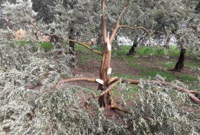 İznik’teki ağaçlarda zarar belirlendi