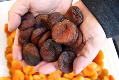 Türkiye’den dünyaya 79 bin ton kayısı