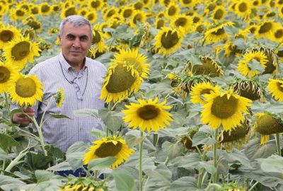 Yağlık ayçiçeği ekimi artmalı