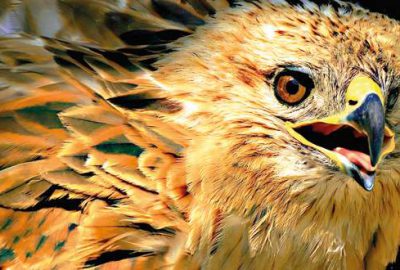 Uluabat’ın güzelleri böyle görüntülendi