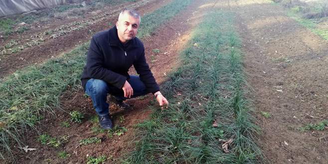 Yenişehirli çiftçiye safran önerisi