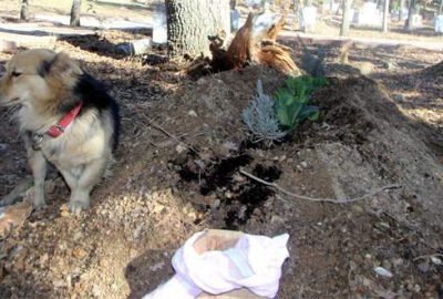Vefakâr köpek, her gün ölen sahibinin mezarına gidiyor