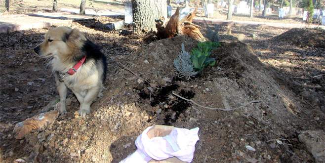 Vefakâr köpek, her gün ölen sahibinin mezarına gidiyor