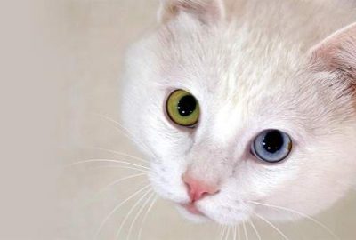 Japon bilim insanları, bilinenin aksine kedilerin de köpekler kadar zeki