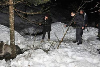 Yaralı kızıl geyik başarılı operasyonla kurtarıldı