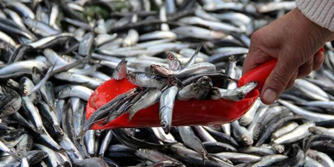 Balık fiyatları uçtu