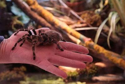 Çocukluğundan beri tarantula biriktiriyor