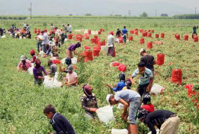 Uzmanlardan çiftçiye dönüşümlü tarım uyarısı
