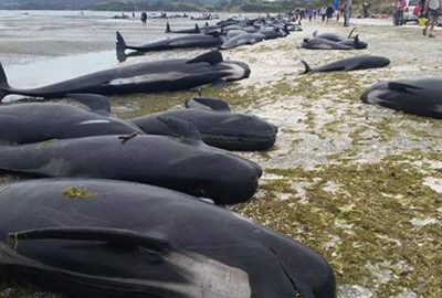 Yüzlerce balina kıyıya vurdu
