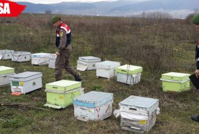 60 bal arısı kovanı çalan kişi yakalandı