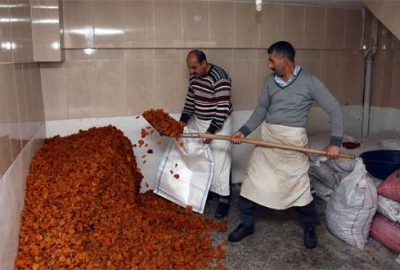 111 ülkeye Türk kaysısı