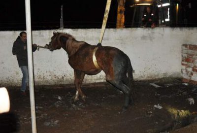 Foseptiğe düşen atı itfaiye kurtardı