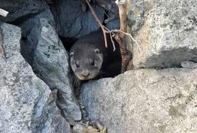 Bursa’nın su samurları izleniyor