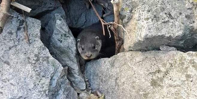 Bursa’nın su samurları izleniyor