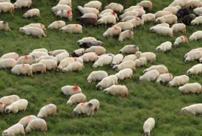 Küçükbaş hayvancılığı ihmal ettik