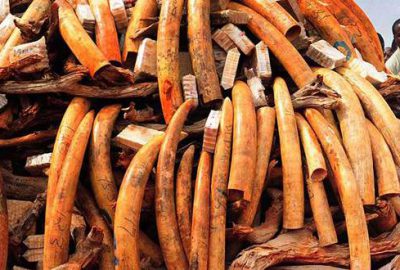 Uganda’da 1 ton fil dişi ele geçirildi