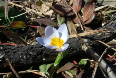 Bursa’da ilk cemre düştü!