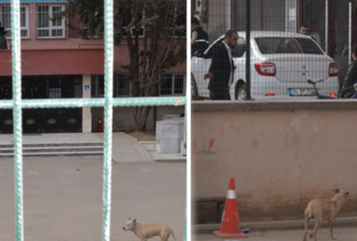 Bursa’da çocukların pitbull korkusu!