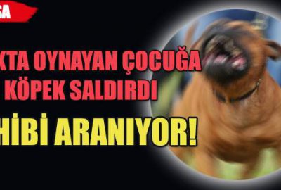Parkta oynayan çocuğa köpek saldırdı