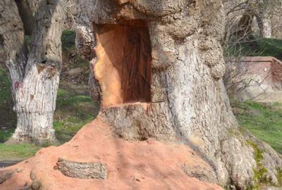 400 yıllık çınar ağacını testereyle oydular