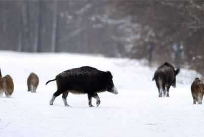 Çekya’nın radyoaktif yaban domuzları