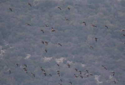 Bursa’da Kış Ortası 59 bin kuş sayıldı