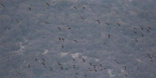 Bursa’da Kış Ortası 59 bin kuş sayıldı
