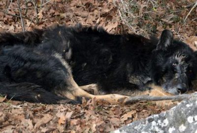 ‘Siyah kurt’ diye günlerce besledi köpek çıktı