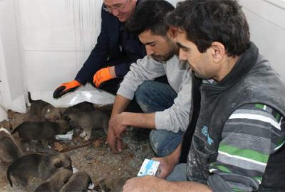 Şantiyede doğan 10 yavru köpeğe işçiler sahip çıktı