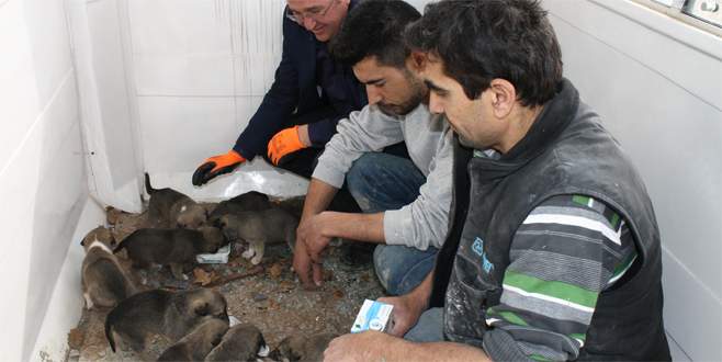 Şantiyede doğan 10 yavru köpeğe işçiler sahip çıktı