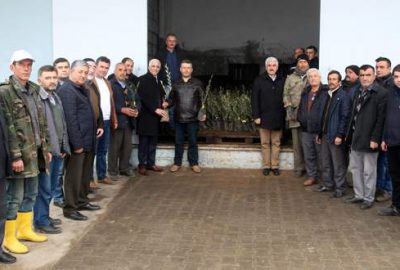 Marmarabirlik’ten 18 bin domat zeytin fidanı