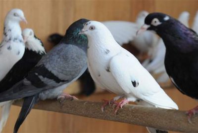 Bursa’da kuş gribi iddiaları yalanlandı