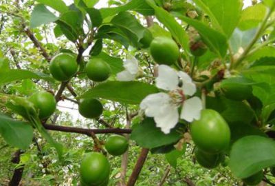 Erik fiyatı dudak uçuklatıyor