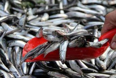 Balık fiyatları normale dönüyor