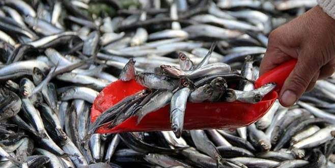 Balık fiyatları normale dönüyor