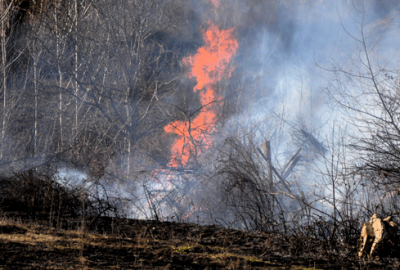 Çalılık yangını evlere sıçramadan söndürüldü