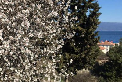 Bursa’da güneşi gören ağaçlar çiçek açtı
