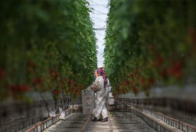 Üreticiye ‘süper’ teşvikler yolda